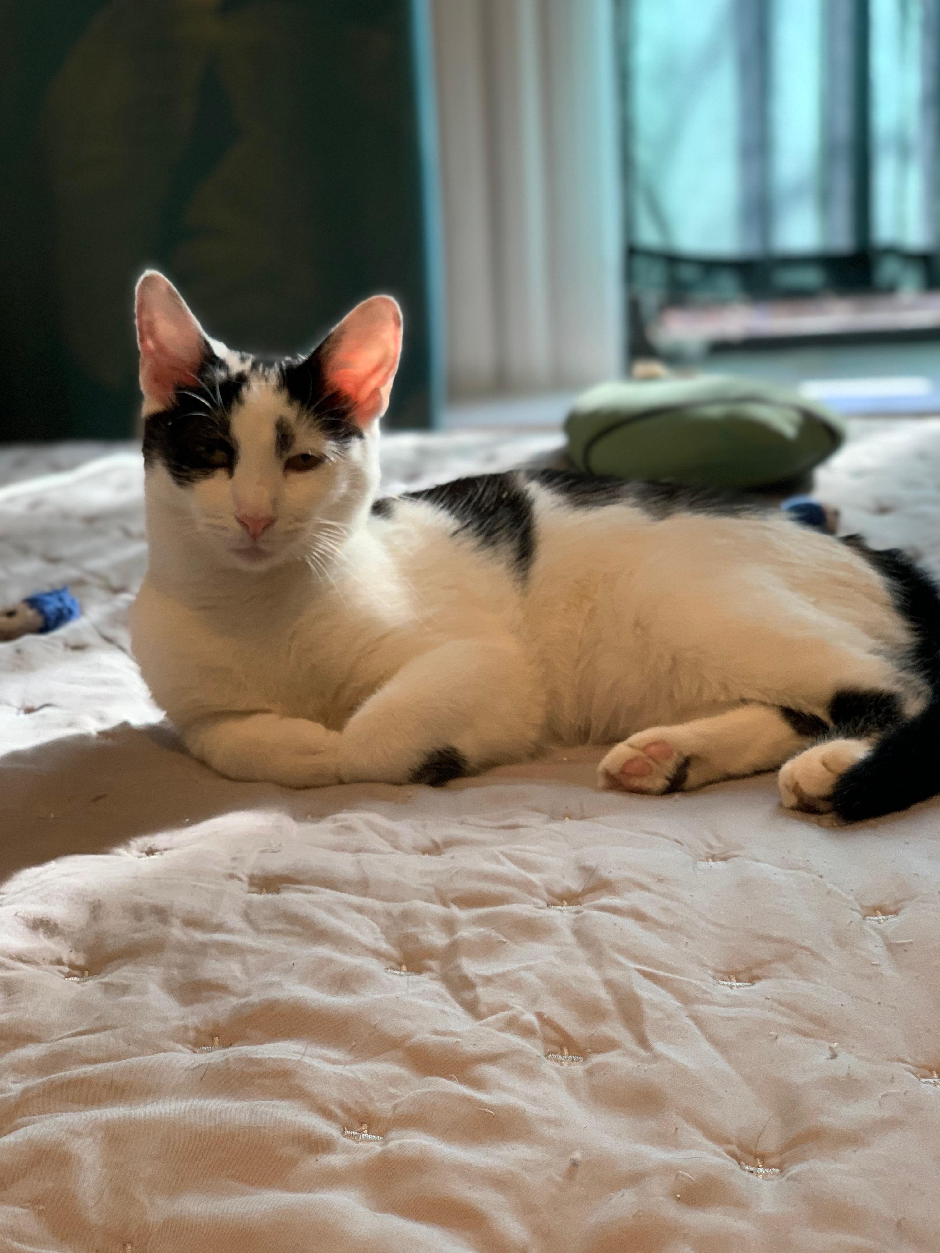 Enlarge Holley, a ADOPTABLE Domestic Short Hair in Brooklyn, NY image 5/6