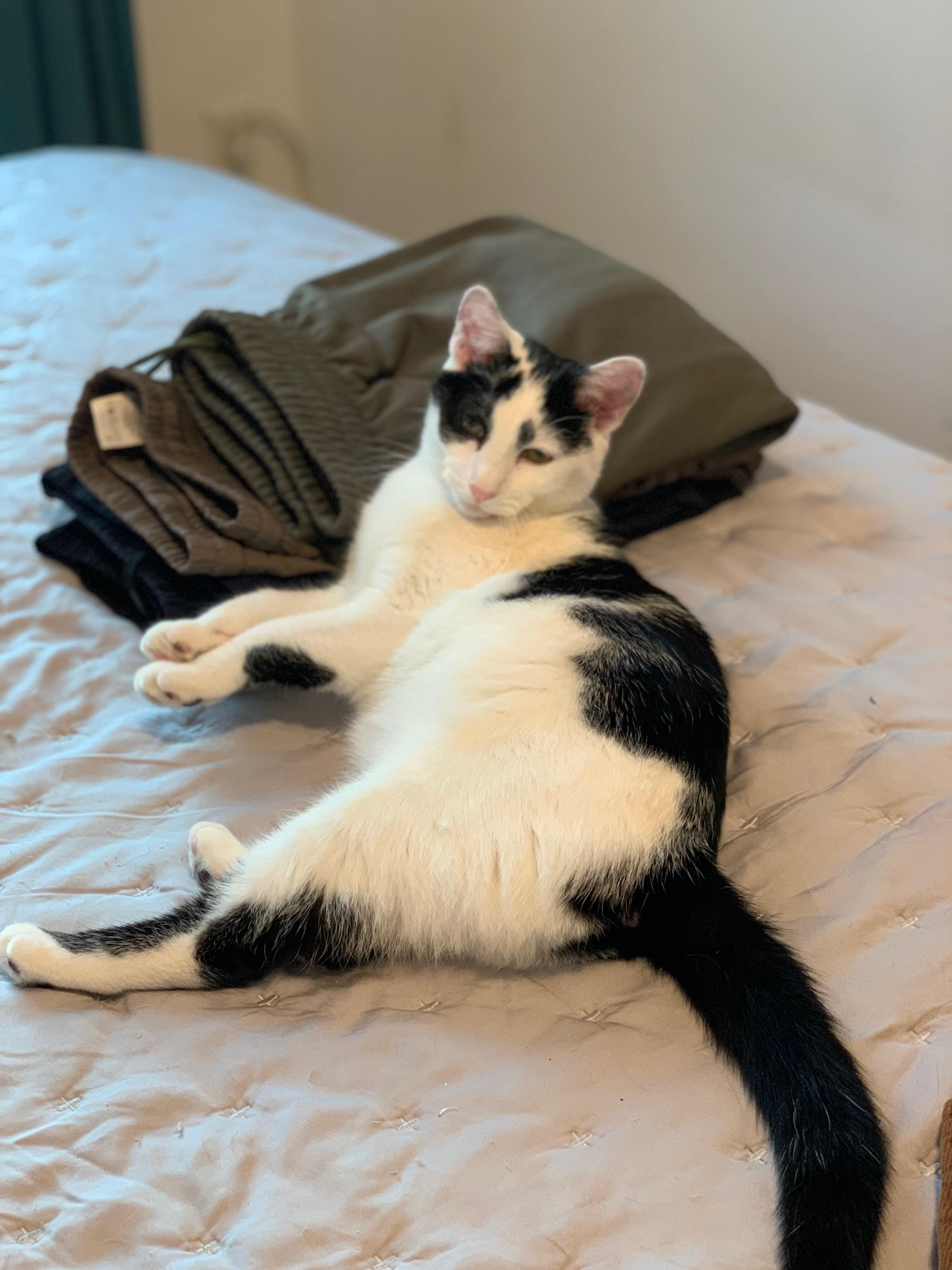 Enlarge Holley, a ADOPTABLE Domestic Short Hair in Brooklyn, NY image 2/6