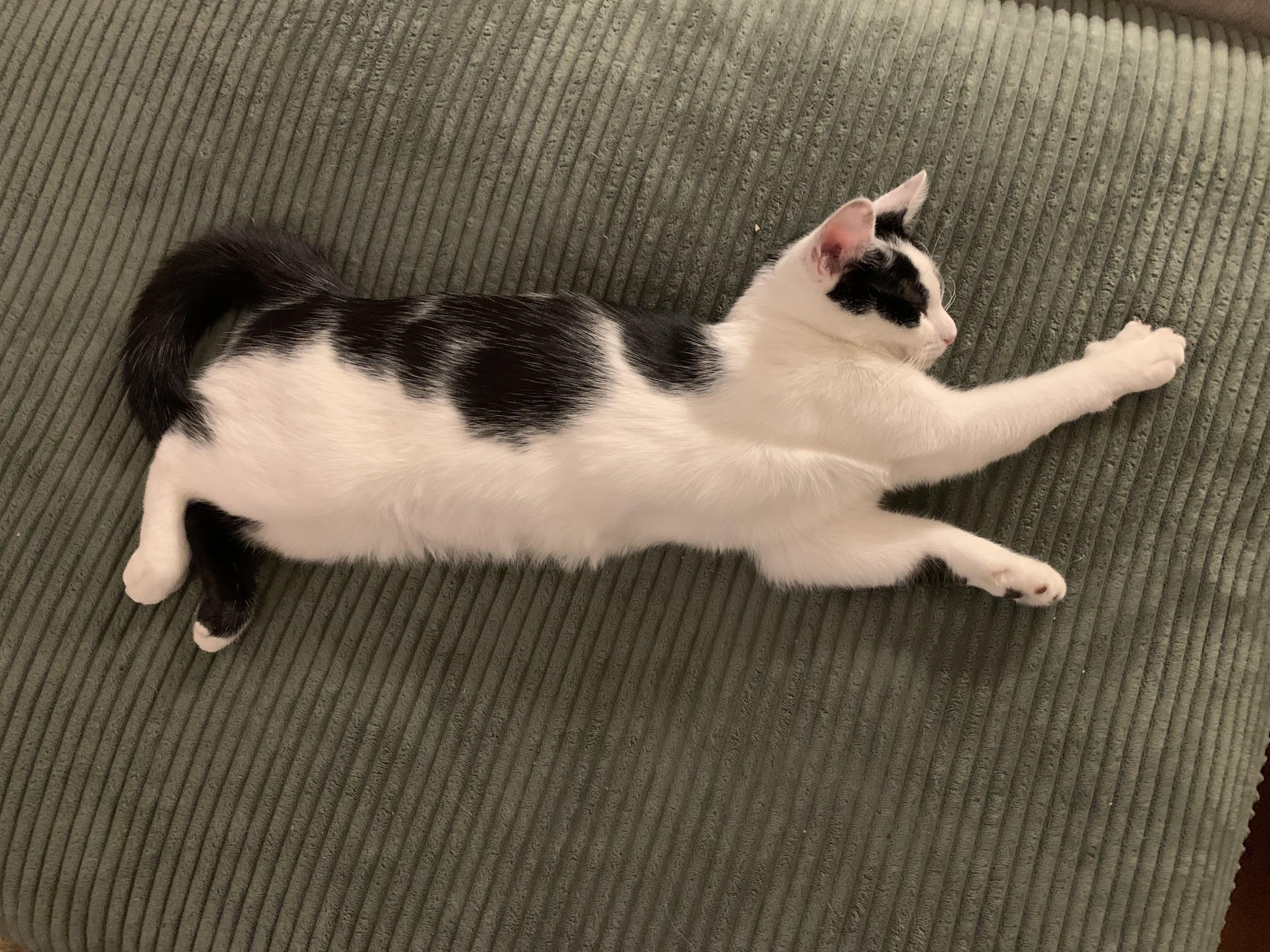 Enlarge Holley, a ADOPTABLE Domestic Short Hair in Brooklyn, NY image 6/6