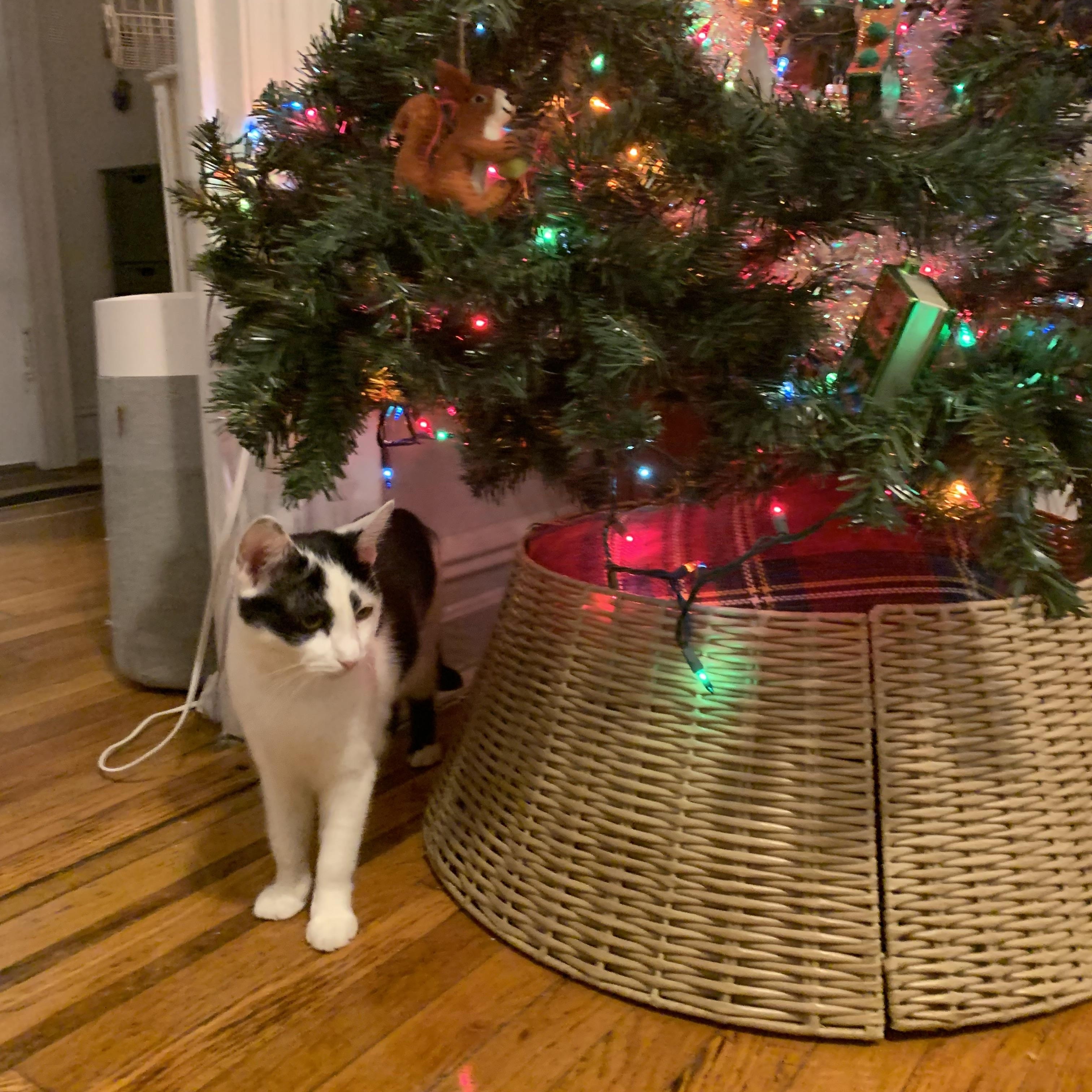 Enlarge Holley, a ADOPTABLE Domestic Short Hair in Brooklyn, NY image 4/6