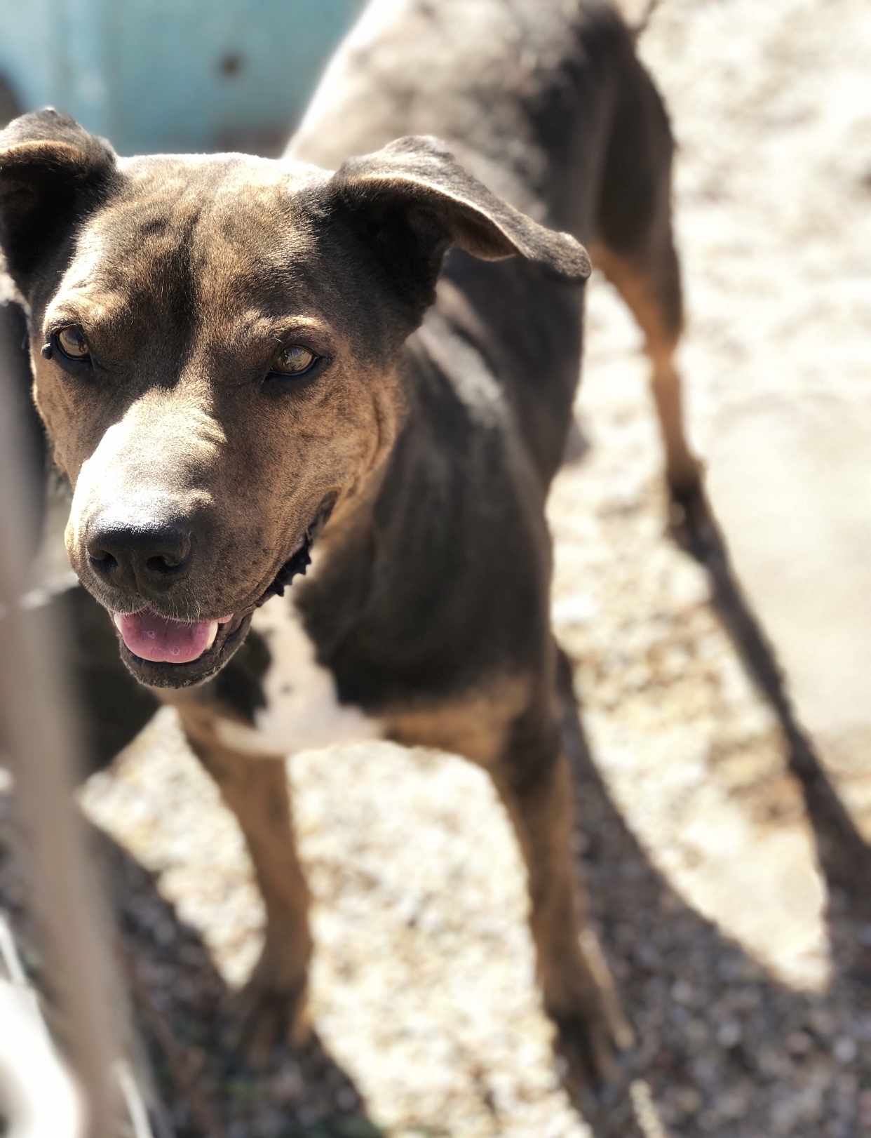 Samson — thumbnail 2