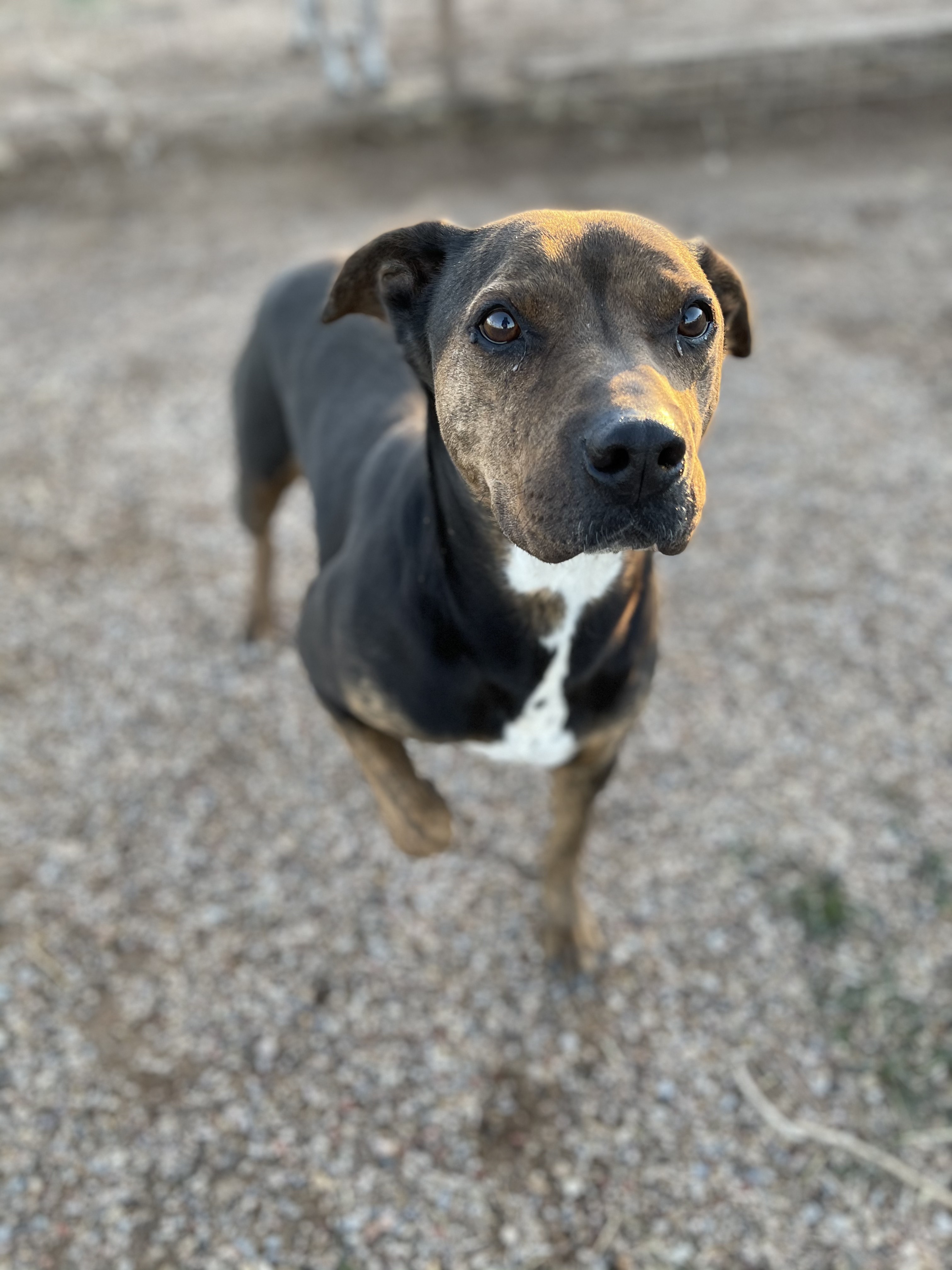 Enlarge Samson, a Adoptable mixed breed in Lubbock, TX image 13/15