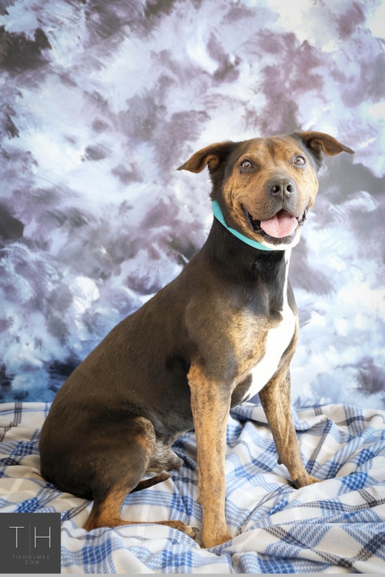 Enlarge Samson, a Adoptable mixed breed in Lubbock, TX image 1/15