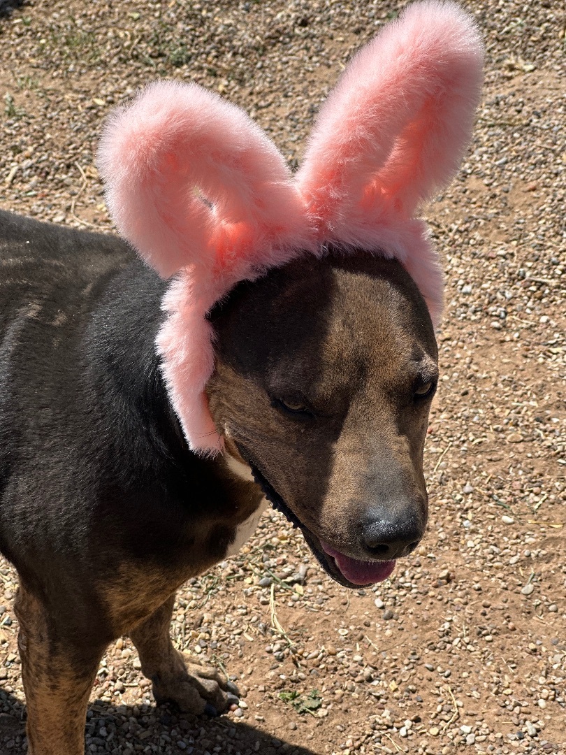 Enlarge Samson, a Adoptable mixed breed in Lubbock, TX image 14/15