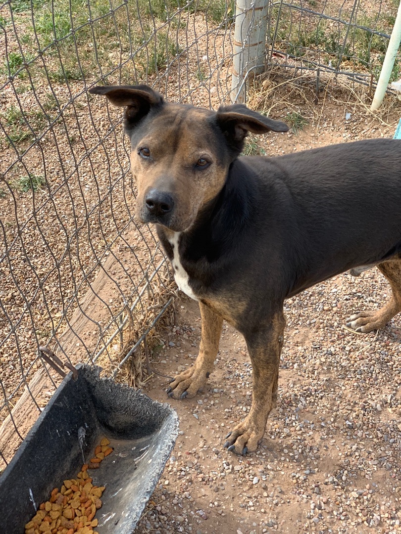 Enlarge Samson, a Adoptable mixed breed in Lubbock, TX image 15/15