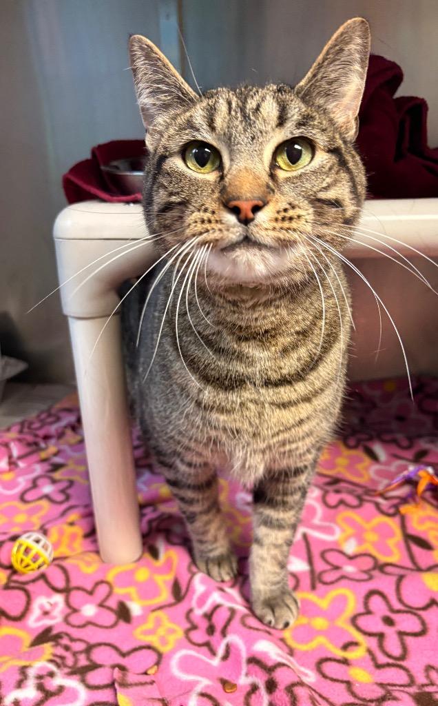 Enlarge Bubby, a Adoptable Manx in Detroit, MI image 1/2