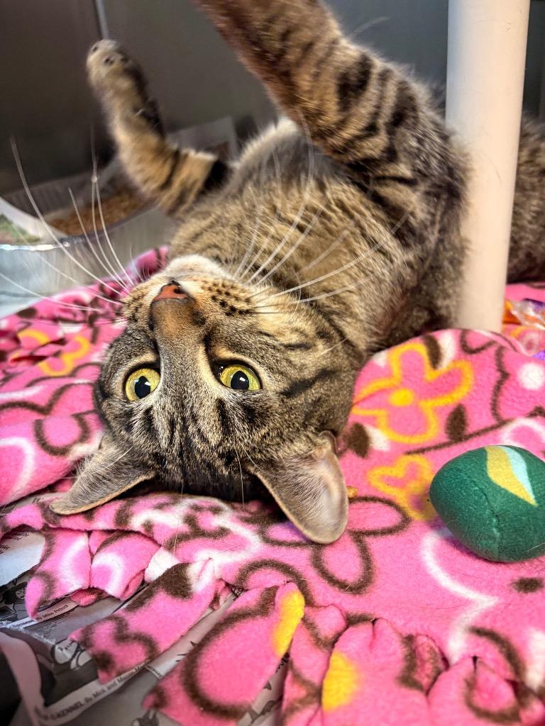 Enlarge Bubby, a Adoptable Manx in Detroit, MI image 2/2