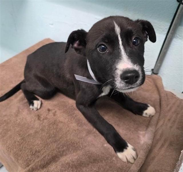 STELLA, Adoptable, Young Female Pit Bull Terrier.