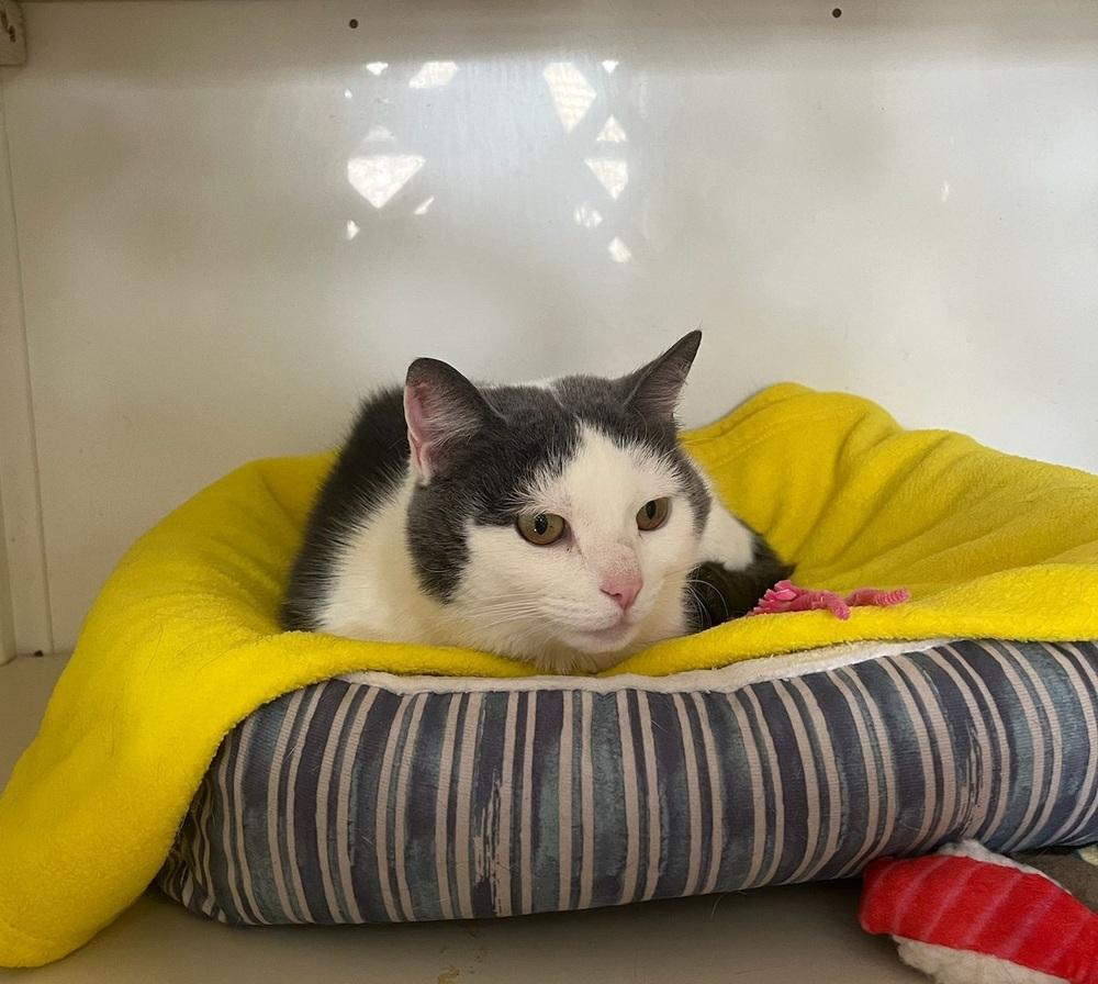 Penelope, a Adoptable Domestic Short Hair in Skippack, PA image 1/3