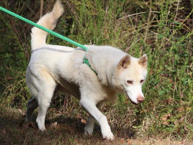 Enlarge ALEX, a Adoptable mixed breed in Chapel Hill, NC image 1/1