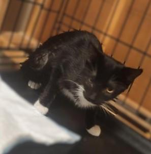 Enlarge Max, a Adoptable Domestic Short Hair in LATHAM, NY image 3/4