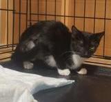 Enlarge Max, a Adoptable Domestic Short Hair in LATHAM, NY image 4/4