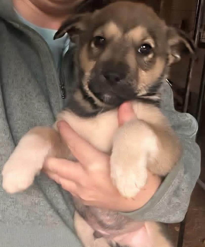 Hickory, Adoptable, Puppy Male Mixed Breed.