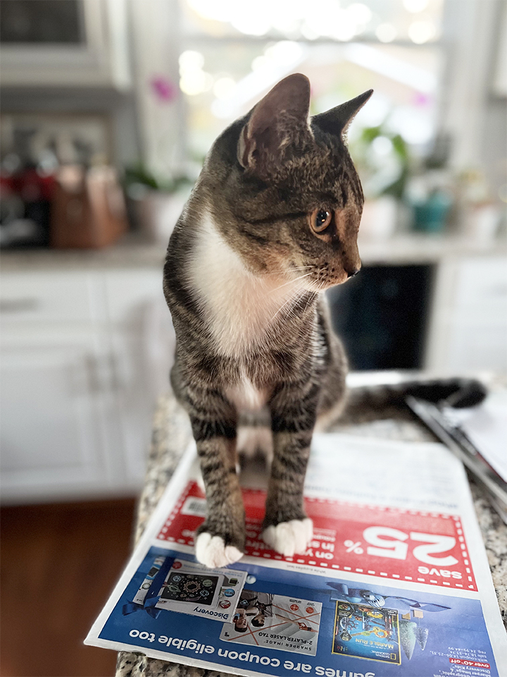 Apollo, Adoptable, Adult Male Domestic Short Hair.