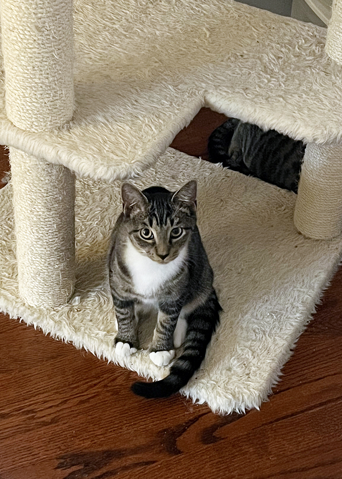 Apollo, Adoptable, Adult Male Domestic Short Hair.