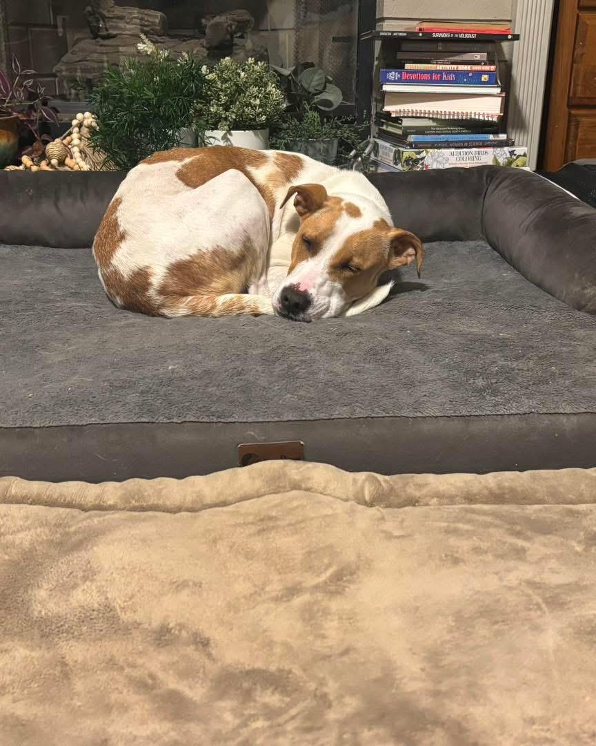 Enlarge Carmel, a ADOPTABLE mixed breed in Grand Haven, MI image 3/5