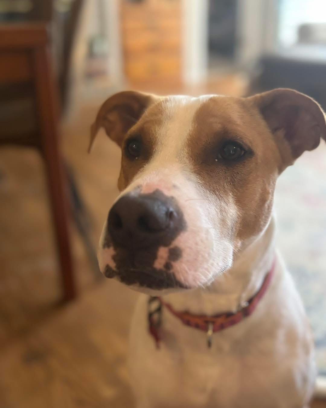 Enlarge Carmel, a ADOPTABLE mixed breed in Grand Haven, MI image 2/5