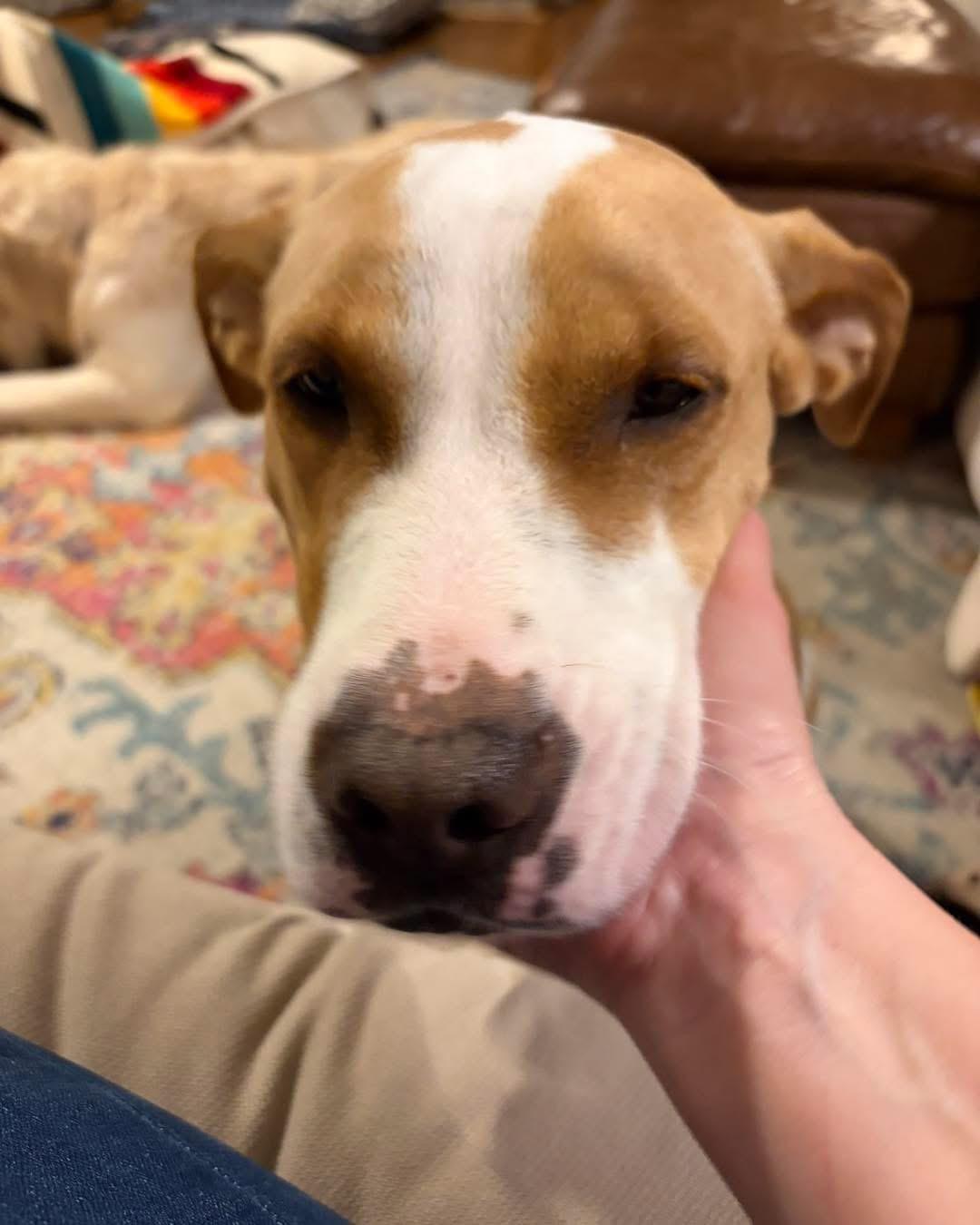 Carmel, ADOPTABLE, Adult Female Hound & Pit Bull Terrier.