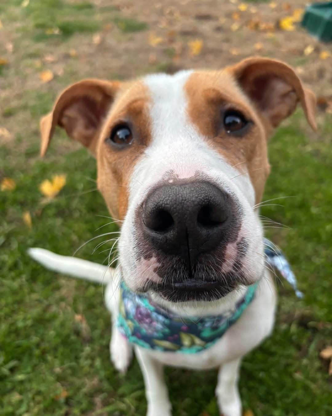 Enlarge Carmel, a ADOPTABLE mixed breed in Grand Haven, MI image 4/5