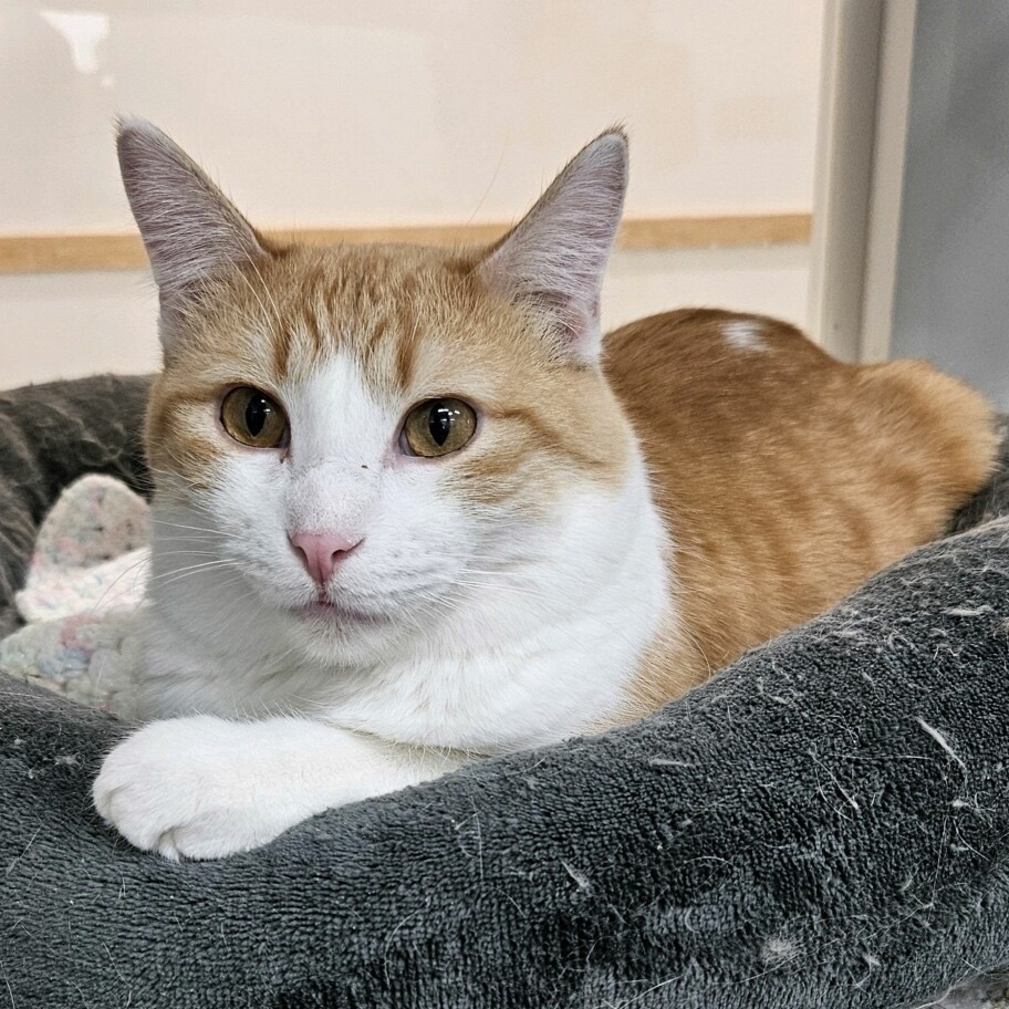 Angelo - Adoption Fee Waived!