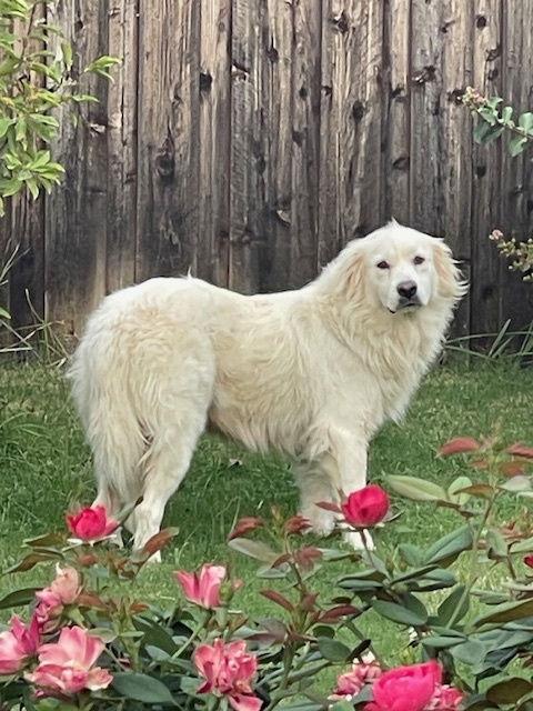Hannah, an adopted Great Pyrenees in Spring, TX image 5/6