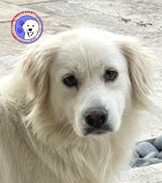 Hannah, an adopted Great Pyrenees in Spring, TX image 1/6