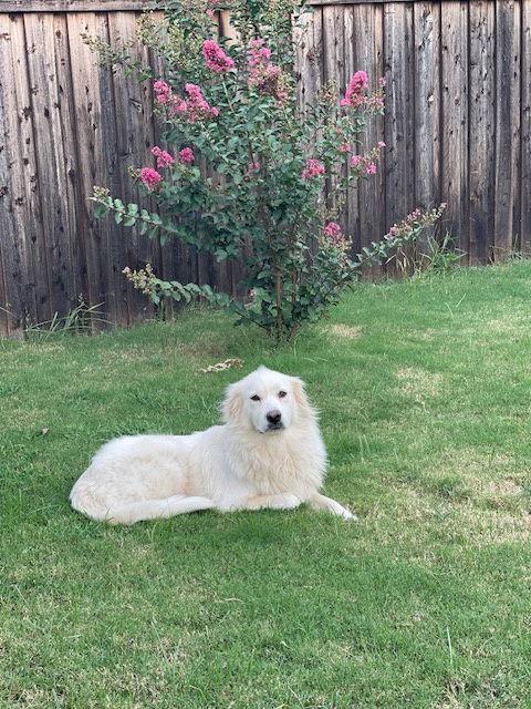 Hannah, an adopted Great Pyrenees in Spring, TX image 6/6