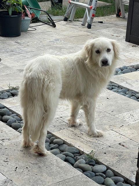 Hannah, an adopted Great Pyrenees in Spring, TX image 3/6