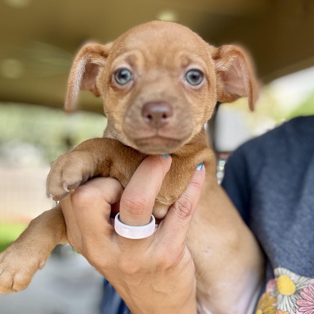 Enlarge Memorial, a Adoptable mixed breed in Katy, TX image 1/2