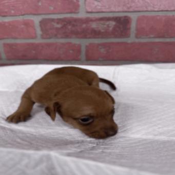 Enlarge Memorial, a Adoptable mixed breed in Katy, TX image 2/2