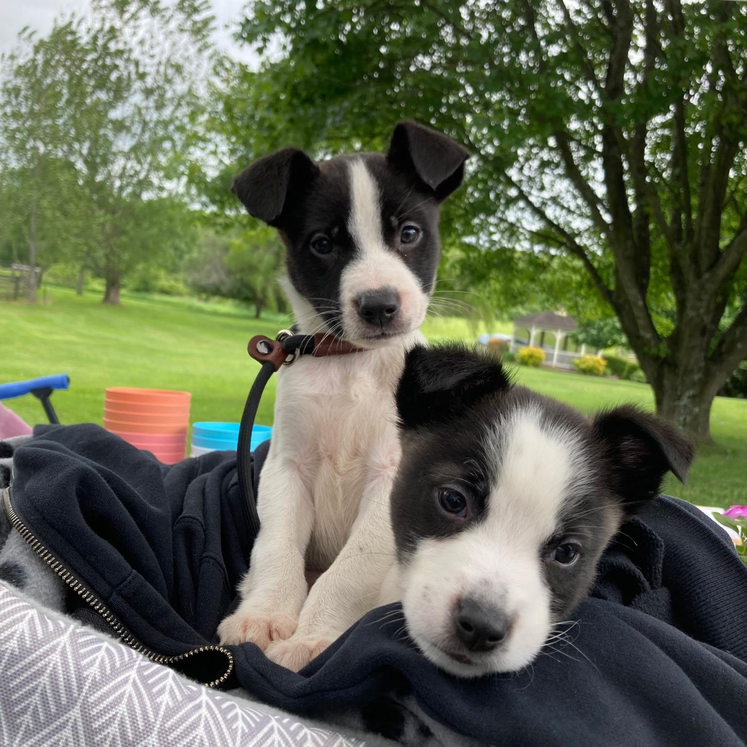 Amos, adopted, Puppy Female Mixed Breed.