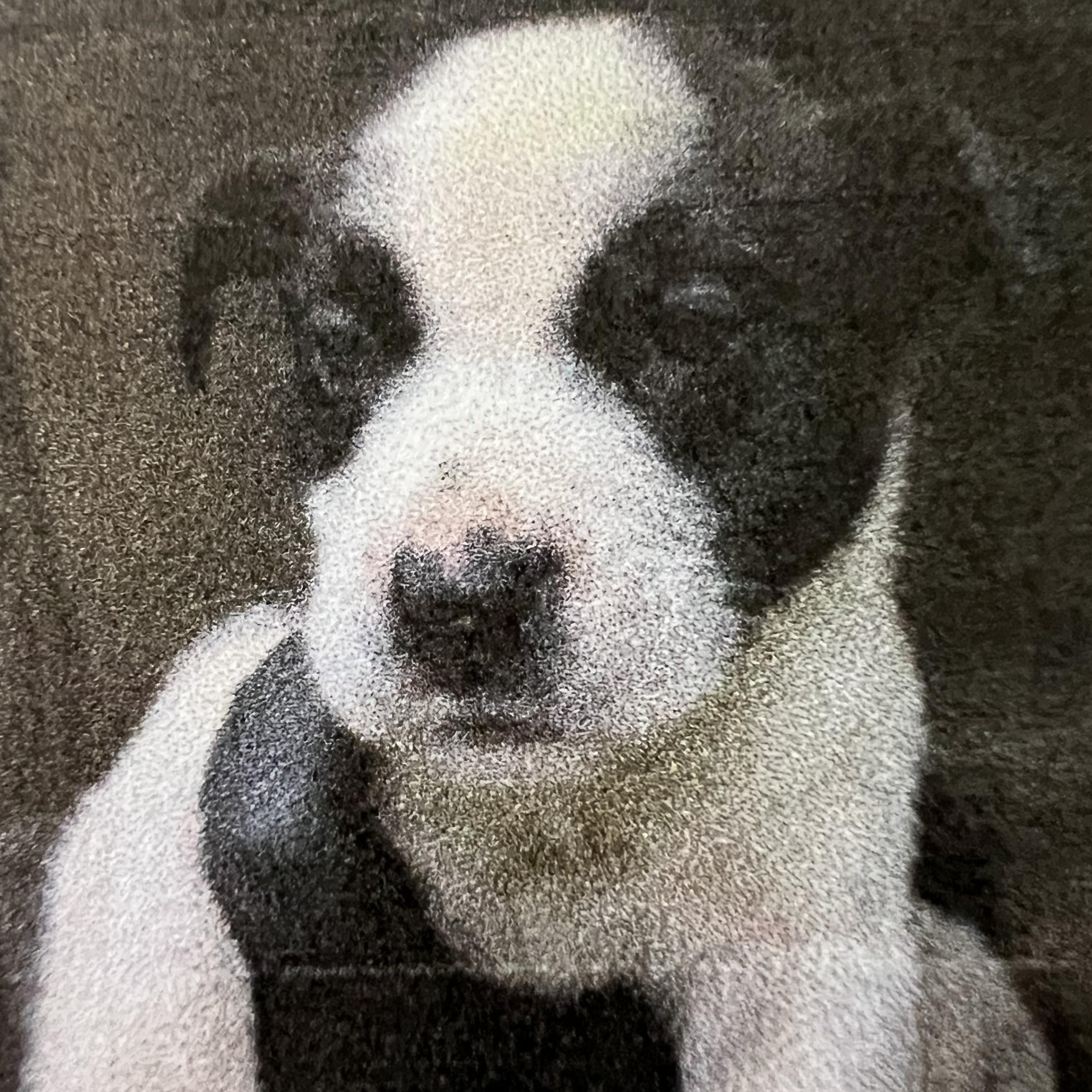 Enlarge Amos, an adopted mixed breed in New Windsor, NY image 2/2