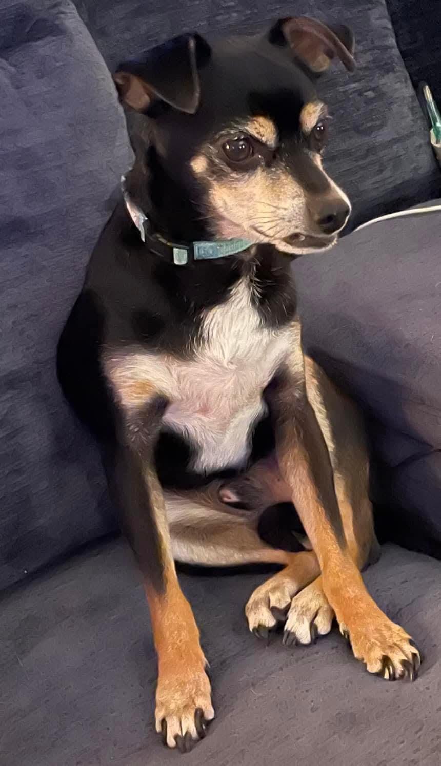 Enlarge Buckley, a Adoptable mixed breed in Mount Bethel, PA image 2/5