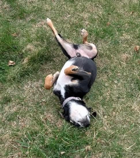 Enlarge Buckley, a Adoptable mixed breed in Mount Bethel, PA image 3/5