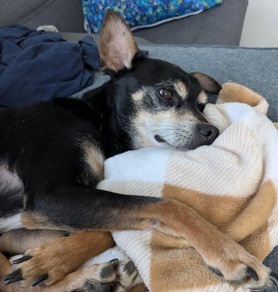 Enlarge Buckley, a Adoptable mixed breed in Mount Bethel, PA image 4/5