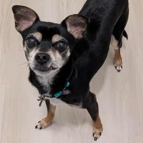 Buckley, Adoptable, Senior Male Miniature Pinscher.
