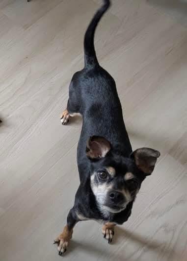 Enlarge Buckley, a Adoptable mixed breed in Mount Bethel, PA image 5/5