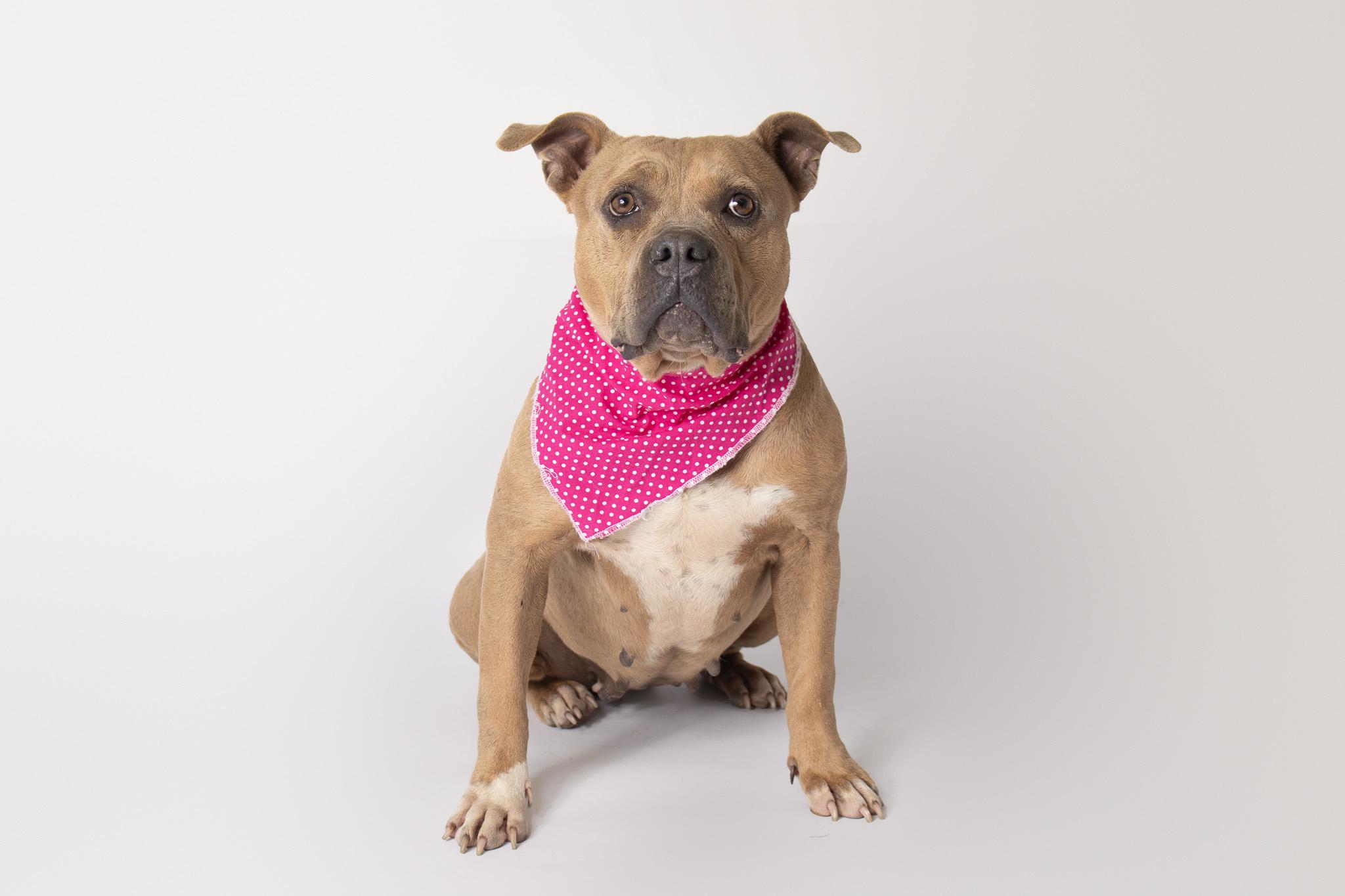 Diamond, ADOPTABLE, Adult Female Pit Bull Terrier.