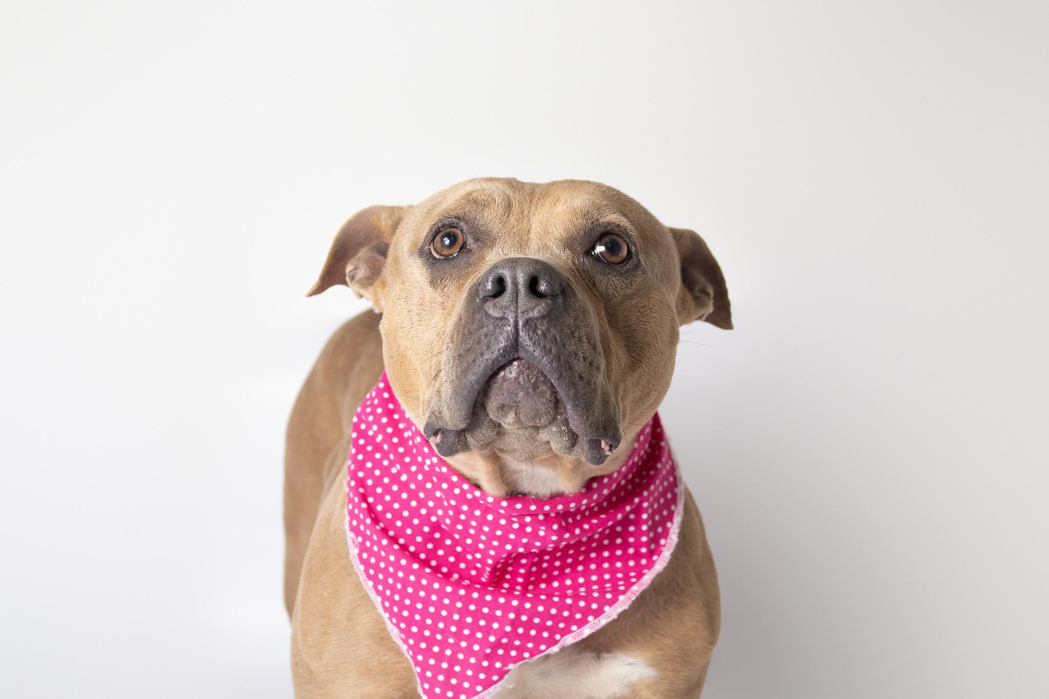 Enlarge Diamond, a ADOPTABLE mixed breed in Plaquemine, LA image 2/3