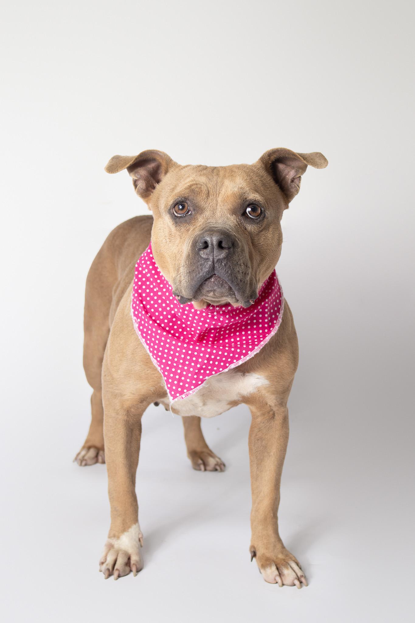 Enlarge Diamond, a ADOPTABLE mixed breed in Plaquemine, LA image 3/3