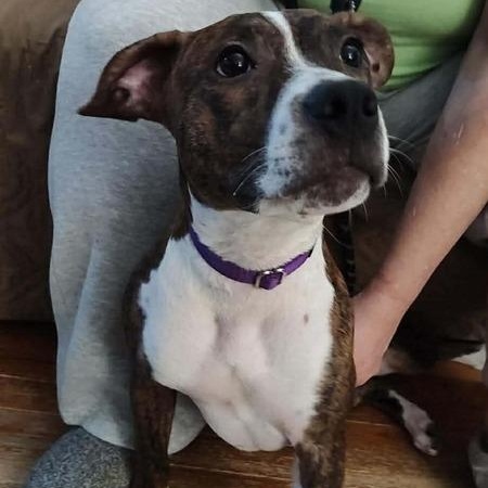 Enlarge Ainsley  (2025), a Adoptable mixed breed in Wenonah, NJ image 1/1