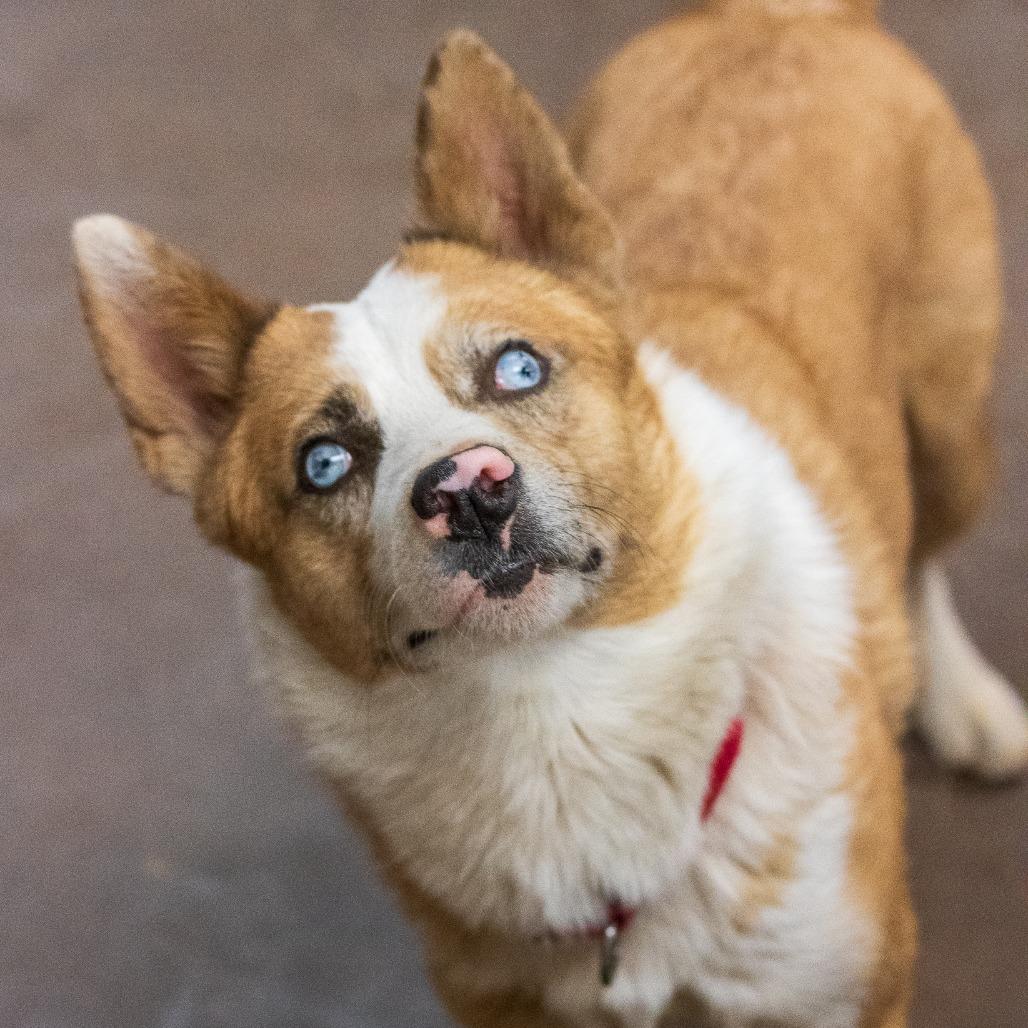 Enlarge Jacob, a Adoptable Mixed Breed in Flagstaff, AZ image 1/6