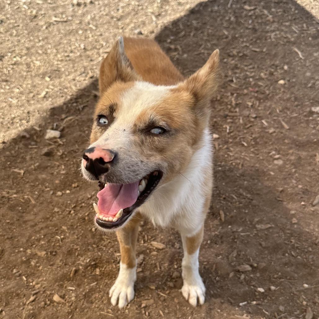 Enlarge Jacob, a Adoptable Mixed Breed in Flagstaff, AZ image 3/6