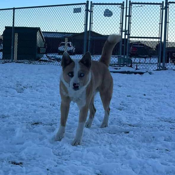 Enlarge Jacob, a Adoptable Mixed Breed in Flagstaff, AZ image 4/6