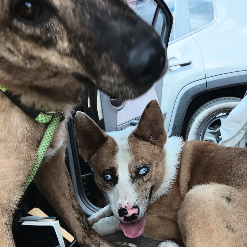 Enlarge Jacob, a Adoptable Mixed Breed in Flagstaff, AZ image 5/6