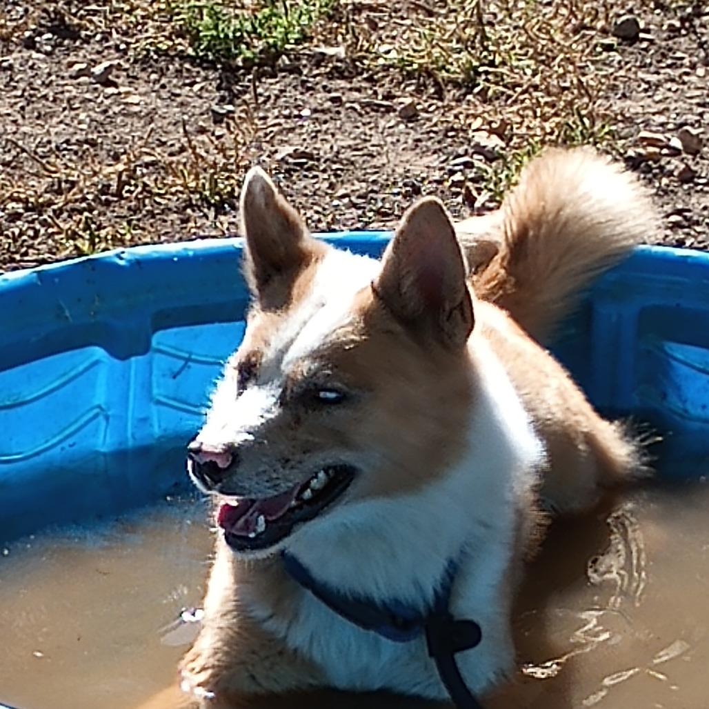 Enlarge Jacob, a Adoptable Mixed Breed in Flagstaff, AZ image 6/6