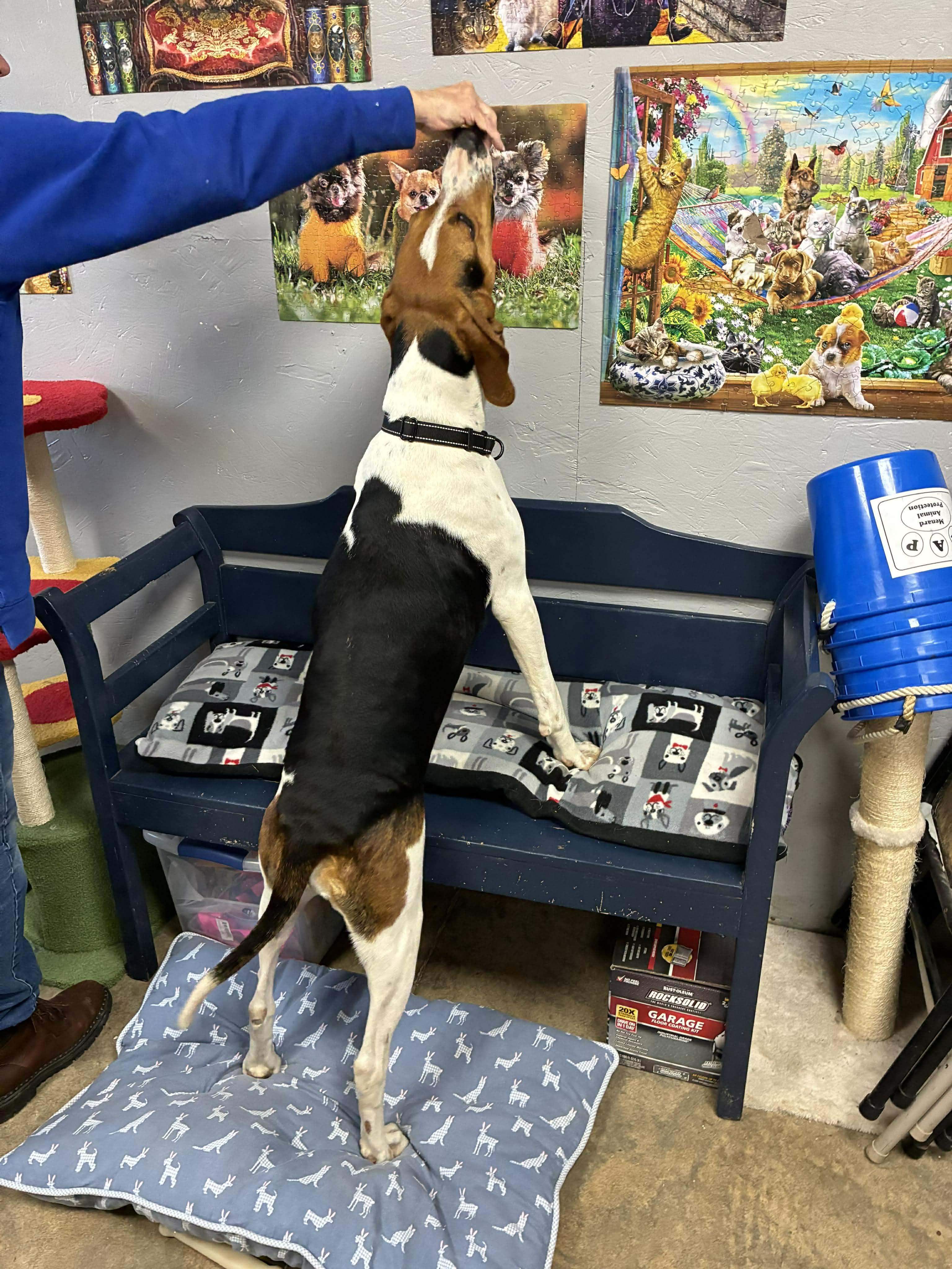 Enlarge Missy, a Adoptable Treeing Walker Coonhound in Petersburg, IL image 5/5