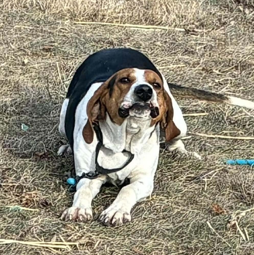 Enlarge Missy, a Adoptable Treeing Walker Coonhound in Petersburg, IL image 1/5