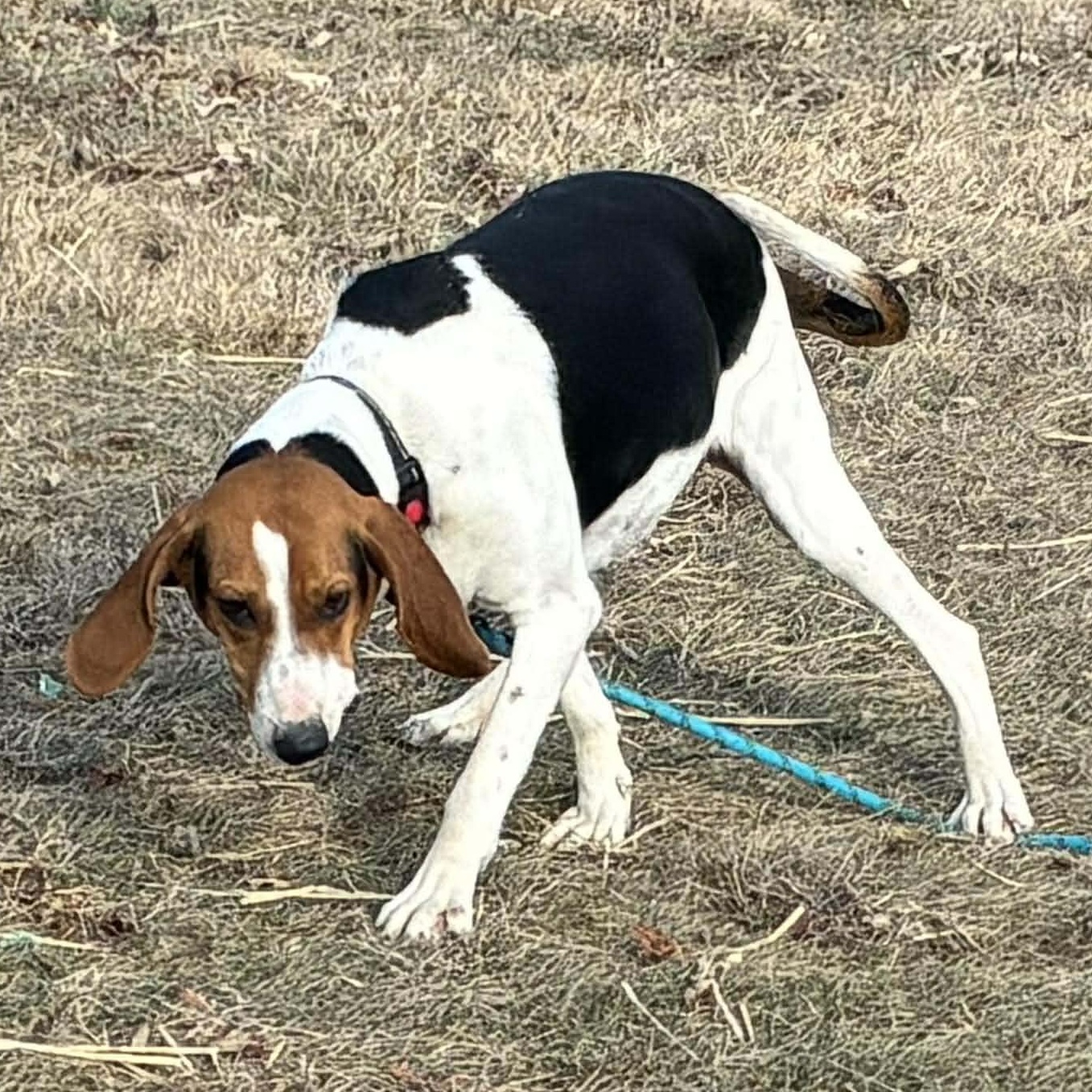 Enlarge Missy, a Adoptable Treeing Walker Coonhound in Petersburg, IL image 3/5