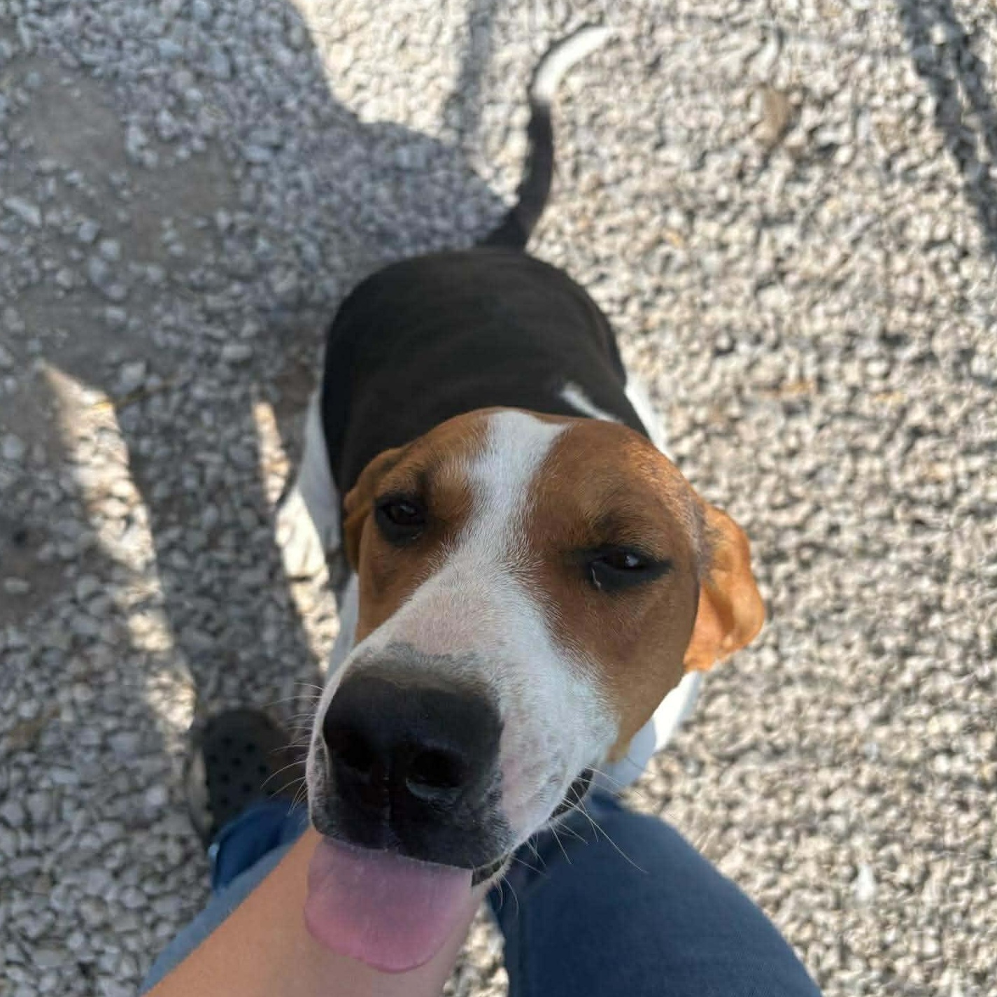 Missy, Adoptable, Puppy Female Treeing Walker Coonhound.
